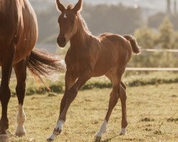 Springpferd Caja'chee's Daydream (Schweizer Warmblut, 2021, von Copain du Perchet CH)