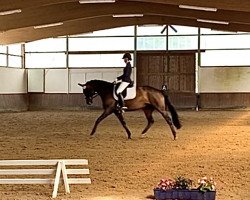 dressage horse Florena Von Bo (Hanoverian, 2015, from Finest)