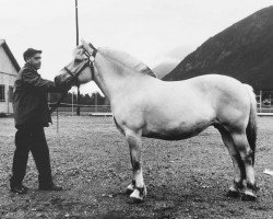 broodmare Nora N.13330 (Fjord Horse, 1966, from Valebu N.1569)