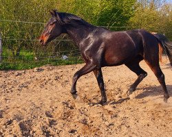 Springpferd Captain Crumble (Westfale, 2018, von Cayo Cuba)