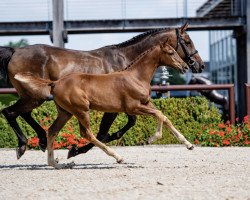 jumper Lady Dragonfly (Oldenburg show jumper, 2021, from Falaise de Muze)