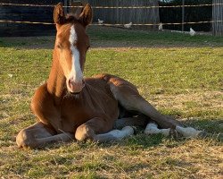 jumper Mephistopheles (Holsteiner, 2020, from Million Dollar)