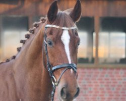 broodmare Sunny (Hanoverian, 2010, from Soliman)