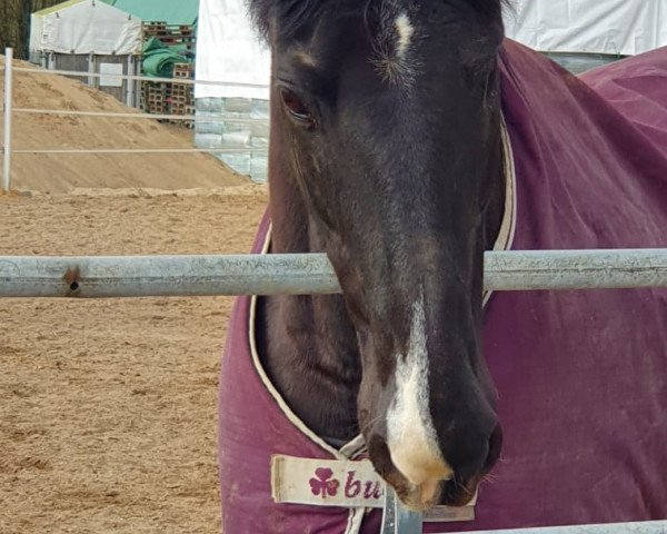 broodmare My timless sweet home (American Saddlebred Horse, 2008, from Harlem Time)