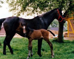 broodmare Satalin (Trakehner, 1976, from Kolberg)