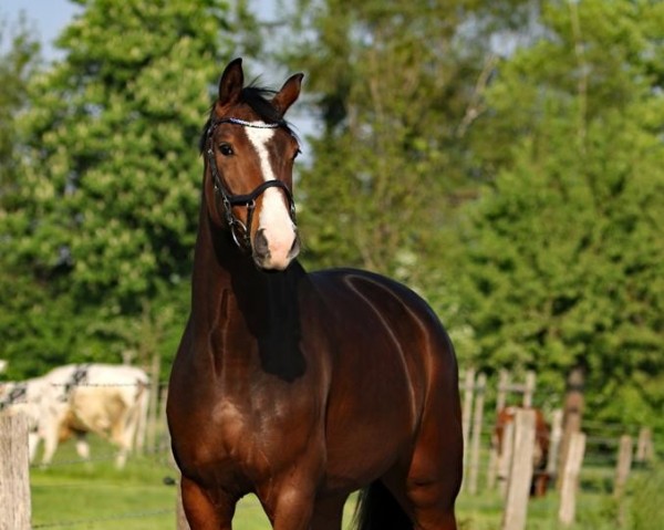 dressage horse Akira (Westphalian, 2015, from Apollon)