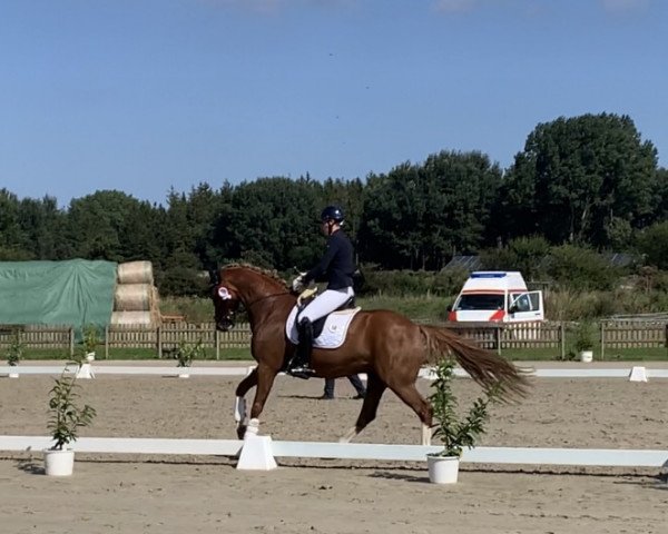 dressage horse Donnertraum 4 (Hanoverian, 2016, from De Niro)