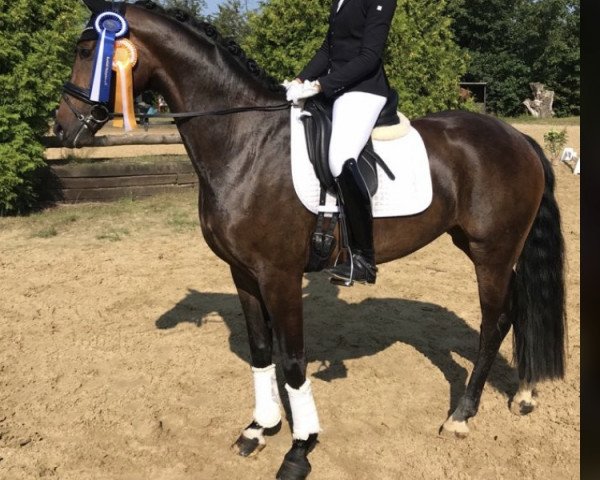 dressage horse For Love 13 (Rhinelander, 2017, from For Romance I)