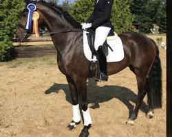 dressage horse For Love 13 (Rhinelander, 2017, from For Romance I)