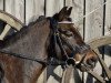 dressage horse Planteels Leonardo (KWPN (Royal Dutch Sporthorse), 2005, from Zonnekamp's Inigo)