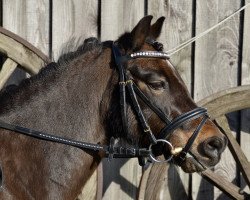 dressage horse Planteels Leonardo (KWPN (Royal Dutch Sporthorse), 2005, from Zonnekamp's Inigo)