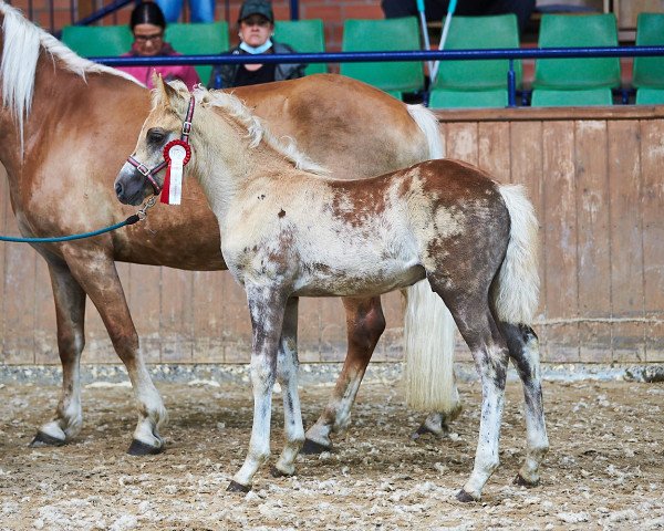 dressage horse Andiamo PBS (Haflinger, 2021, from Amore Mio)