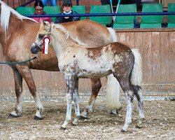 dressage horse Andiamo PBS (Haflinger, 2021, from Amore Mio)