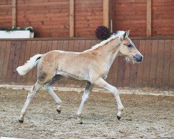 horse Walencia PBS (Haflinger, 2021, from Bellissimo-W-Q)