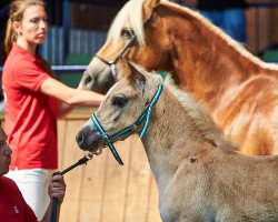 dressage horse Oliviera PBS (Haflinger, 2021, from Noakley BE)