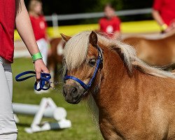 Pferd Annegret aus dem Rehbachtal (Shetland Pony (unter 87 cm), 2017, von Daan van't Minihoefke)