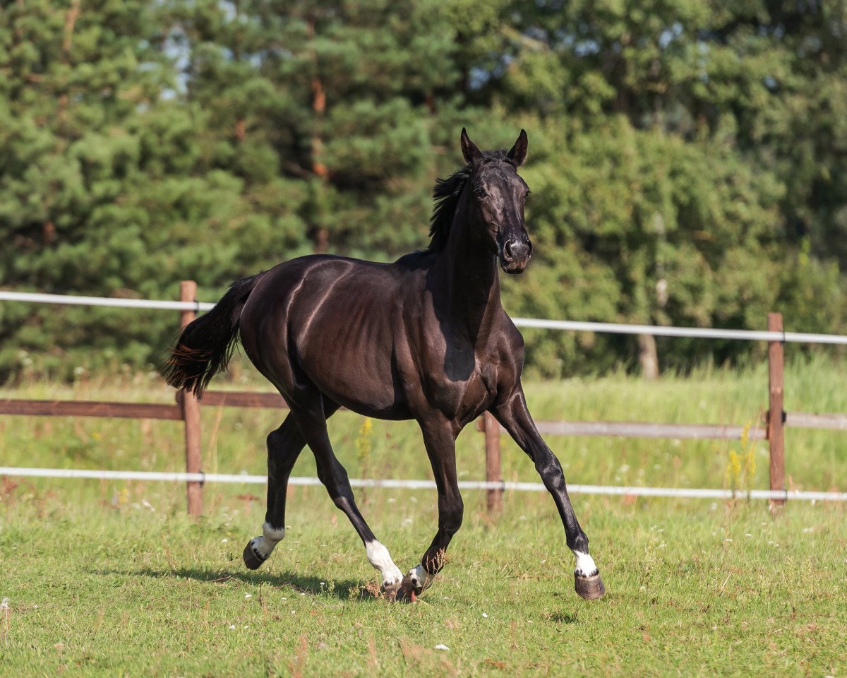 Dressurpferd Sans-Souci DD (Hannoveraner, 2020, von Secret)