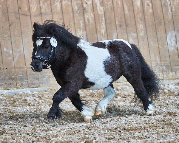 stallion Willowsvale Lightning (Shetland pony (under 87 cm), 2009, from Ringkay The Boss)