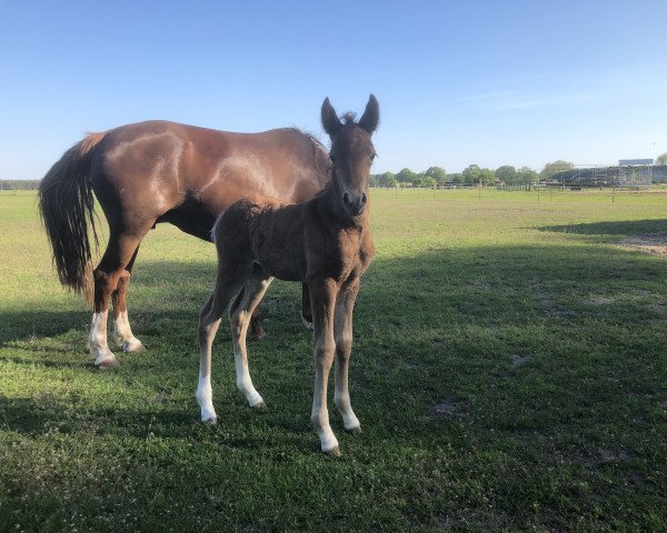 Dressurpferd Namica 2 (Deutsches Reitpony, 2021, von Fs Numero Uno)