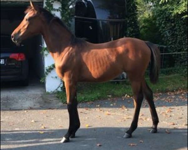 dressage horse Claire (German Riding Pony, 2021, from DSP Cosmo Royale)