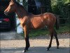 dressage horse Claire (German Riding Pony, 2021, from DSP Cosmo Royale)