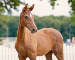 horse Viola-Lavine (Westfale, 2021, from Vivat Rex)
