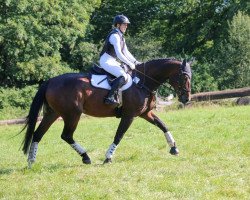 dressage horse Finja 164 (Württemberger, 2013, from Fleiner)