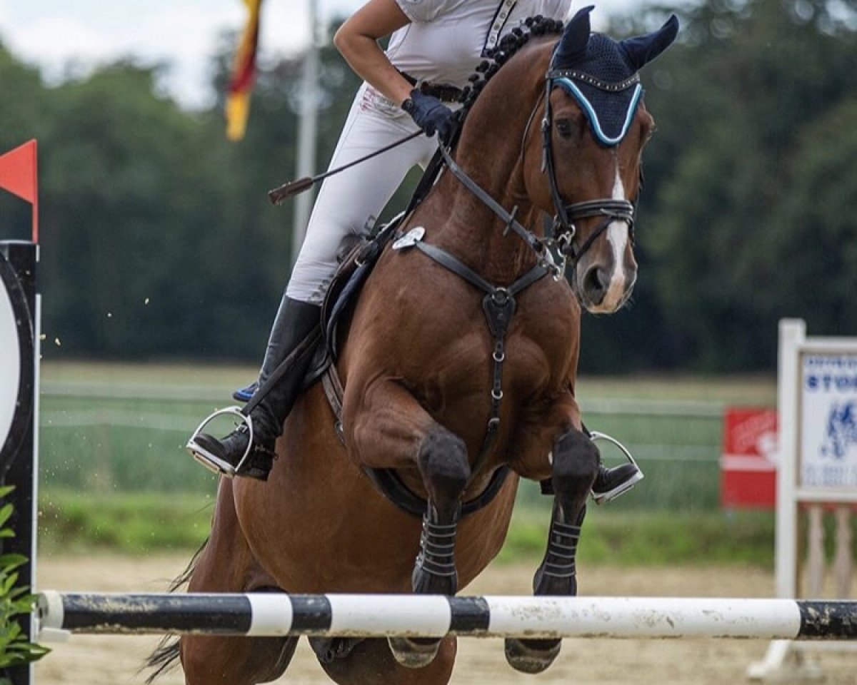 Springpferd Lysandor 3 (Oldenburger Springpferd, 2012, von Lyjanero)