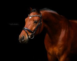 dressage horse Lorenz B (Hanoverian, 2014, from Lissaro)