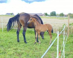 Dressurpferd Habibi (Trakehner, 2021, von Kasimir TSF)