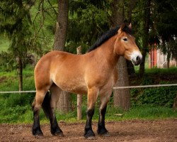 Pferd Marquise (Rheinisch-Deutsches Kaltblut, 2016, von Marquis)