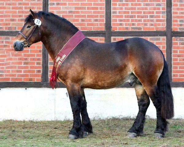 stallion Figaro (Rhenish-German Cold-Blood, 2018, from Fulminant)