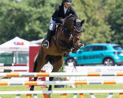 jumper Zarzuela OLD (Oldenburg show jumper, 2015, from Diarado)