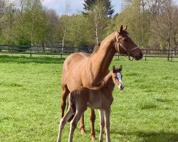 broodmare Zorcetta (Brandenburg, 2004, from Concetto)