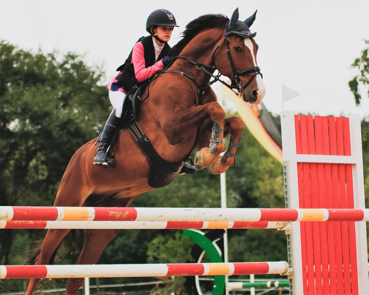 jumper Zappa PP Z (Zangersheide riding horse, 2011, from Zirocco Blue)