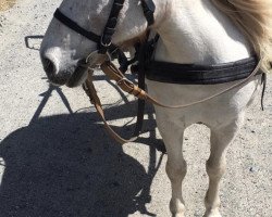 Pferd Enja (Dt.Part-bred Shetland Pony, 2007, von Luxus)