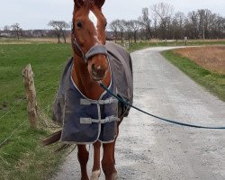 broodmare Gitta (Hanoverian, 2006, from Garant)