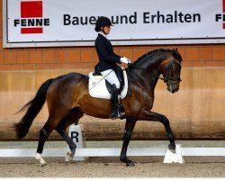 dressage horse Daily Dream S (Oldenburg, 2016, from Daily Deal)