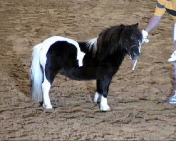 stallion Willow vom Ellernbrook (Shetland pony (under 87 cm), 2004, from Ward of Berry)