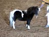 Deckhengst Willow vom Ellernbrook (Shetland Pony (unter 87 cm), 2004, von Ward of Berry)