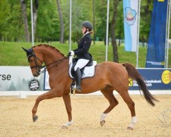 stallion Feliciano MZ (Hanoverian, 2008, from Fidertanz)