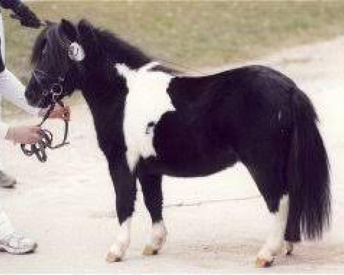horse Elmhorst Fuzzy (Shetland pony (under 87 cm), 2008, from Blazefield Franco)