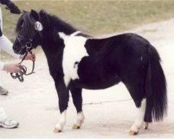 Pferd Elmhorst Fuzzy (Shetland Pony (unter 87 cm), 2008, von Blazefield Franco)