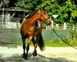 horse Alvaro (Latvian Warmblood, 2017, from Acordplus)