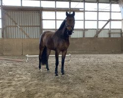 dressage horse Lamitié (Holsteiner, 2018, from For Romance I)