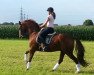 dressage horse Jasper (Westphalian, 2006, from Jazz Rubin)