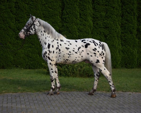 horse Feniks (Polish Warmblood,  )