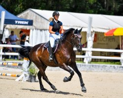 dressage horse Lobo 70 (Württemberger, 2012, from Lord Leopold 7)