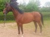 jumper Ronaldo 230 (Hanoverian, 2007, from Rudi 271)