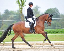 dressage horse San Valentina (Westphalian, 2017, from Sir Heinrich OLD)